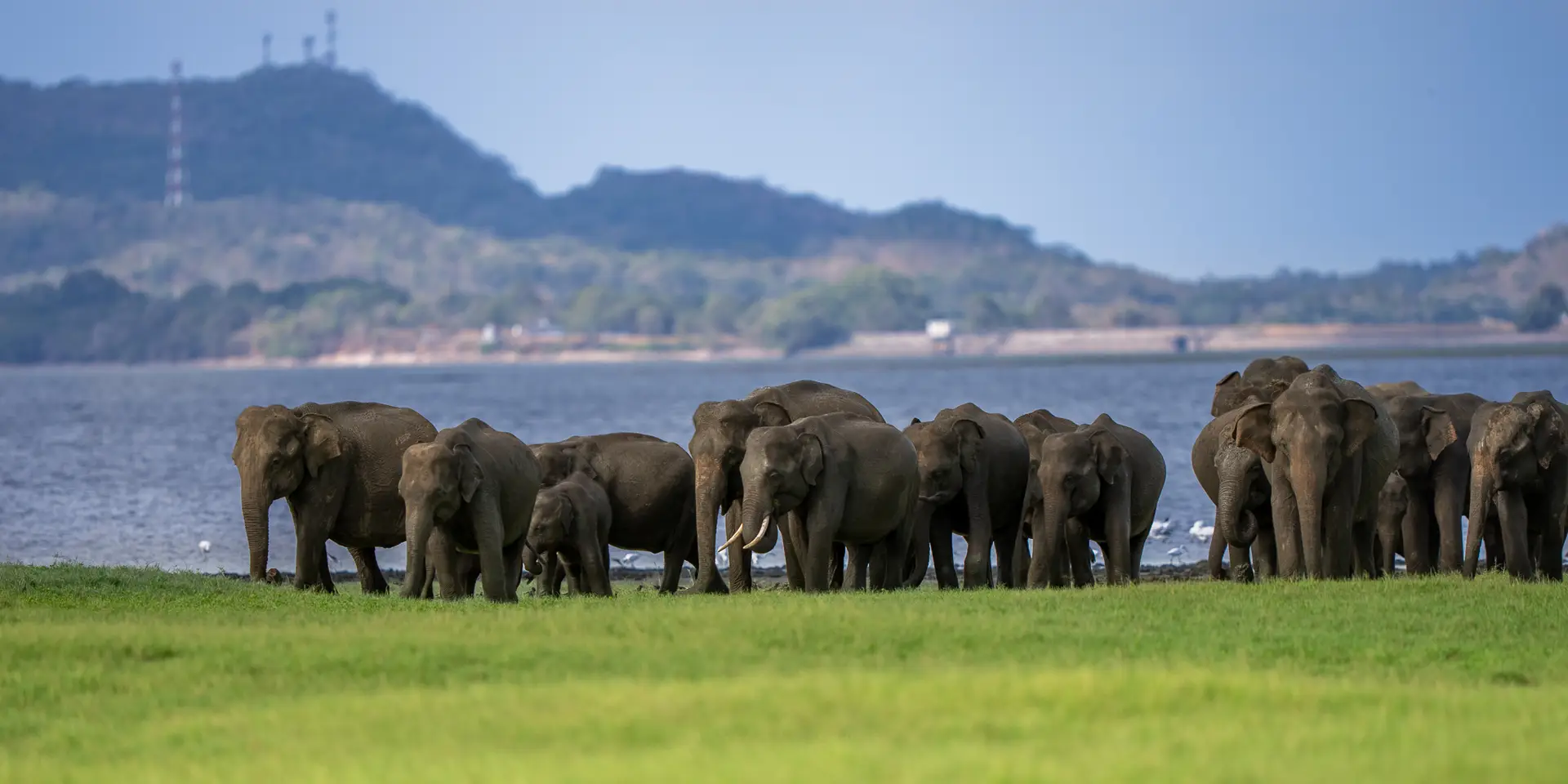 Herd of wild elephants gathering at Minneriya, Sri Lanka